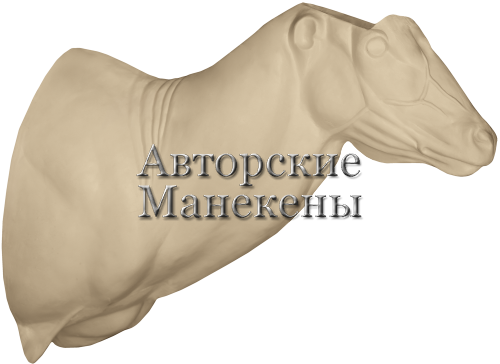 Манекен бонго БОНТ-2
