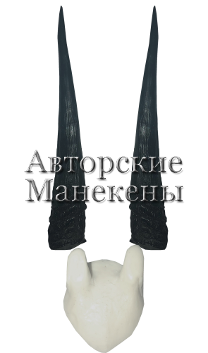 Рога дукер серый с лобовиной