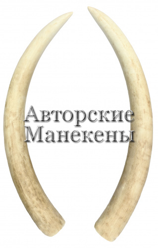 Бивни слон лесной