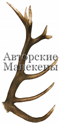 Рог олень благородный №3