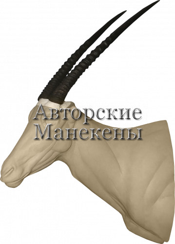 Манекен орикс кистеухий (бейза) ОРКТ-1 Л