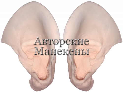 Уши барсук