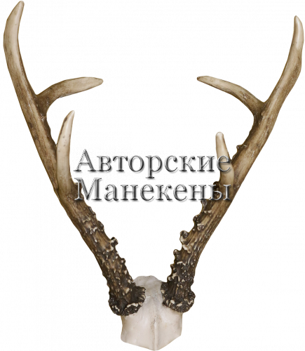 Рога косуля сибирская крупный на лобовине