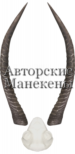 Рога вотербок (водяной козел) с лобовиной