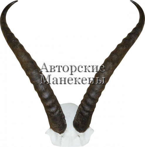 Рога джейран с лобовиной