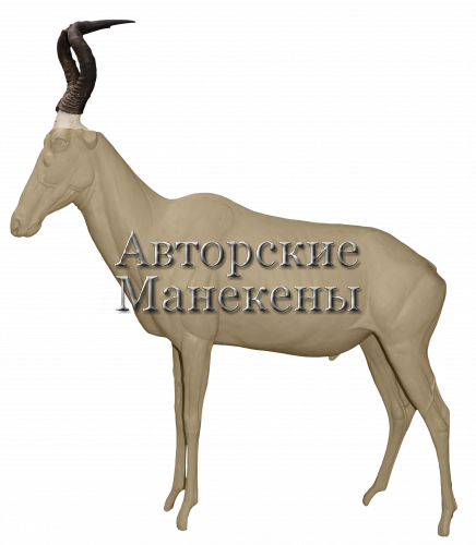 Манекен хартебист красный ХАДМ-2