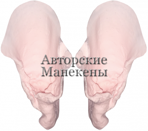 Уши барс снежный