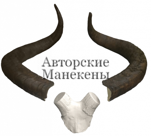 Рога тур дагестанский с лобовиной