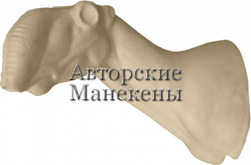Манекен сайгак СГКТ-1 Л