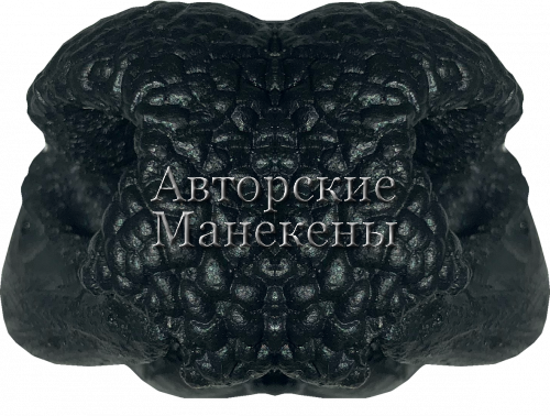Нос косуля европейская