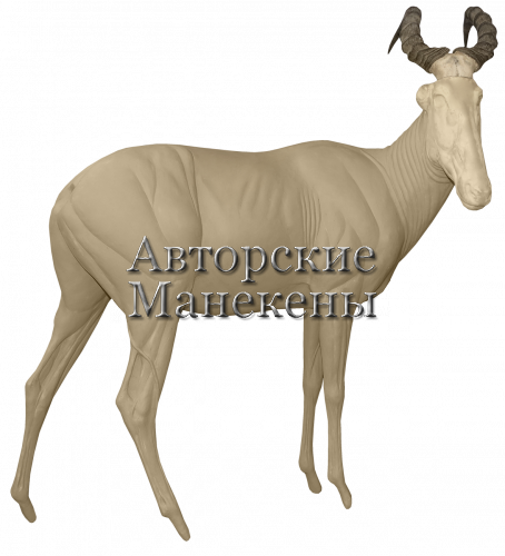 Манекен хартебист западный ХАДМ-1 П