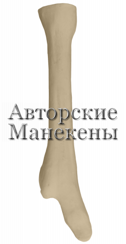 Нога лось европейский (прямая)