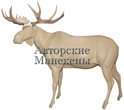 Манекен лось камчатский ЛСКМ-1 Л