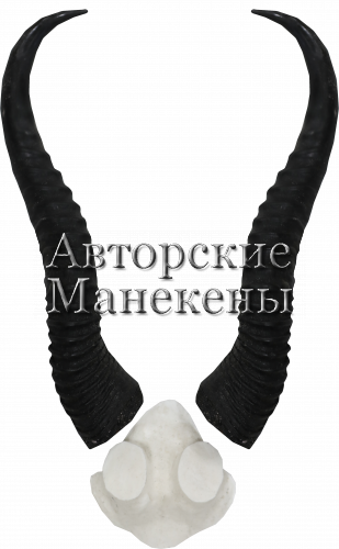 Рога спрингбок с лобовиной