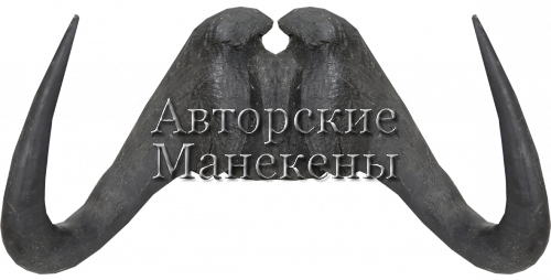 Рога гну черный (белохвостый) на лобовине