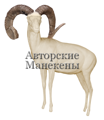 Манекен архар Северцова (крупные уриалы) АСВМ-1 Л