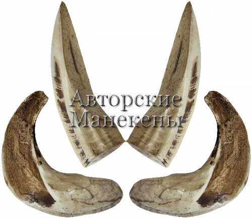 Клыки кабан