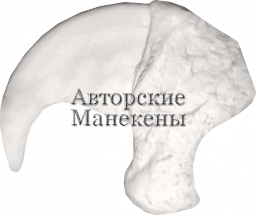Коготь лев