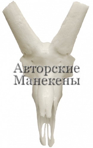 Череп козерог среднеазиатский