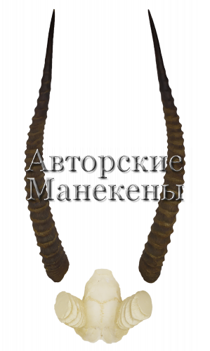 Рога личи с лобовиной