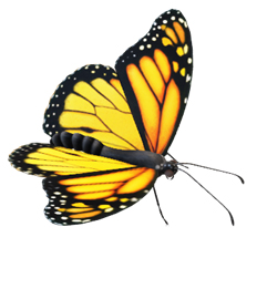 бабочка.jpg